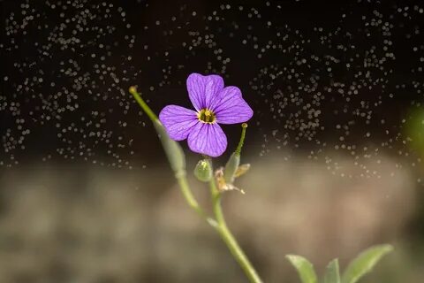 A small flower