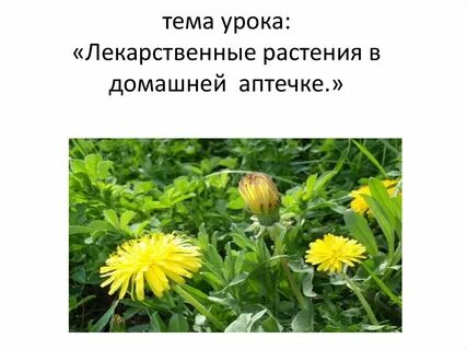 Растения в домашней аптечке