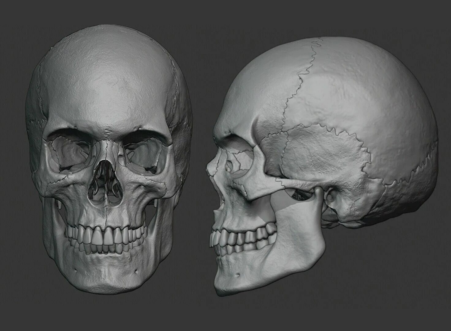 Череп скрыть. Череп 3в анатомия. череп 3д. форма черепа для zbrush.