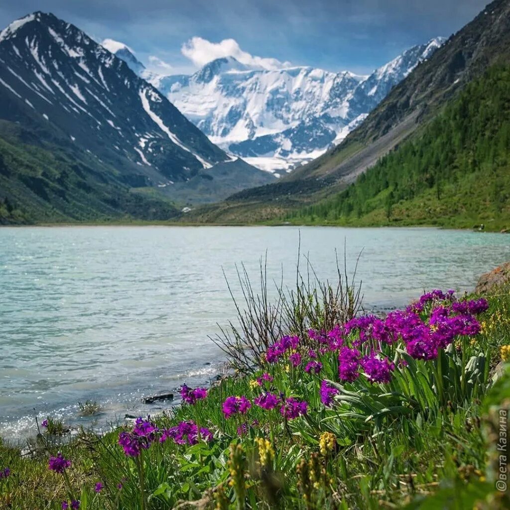 Горный алта. Гора Белуха, горный Алтай. Горный Алтай озеро белух. Гора Белуха горный Алтай летом. Кучерлинские озёра, Алтай.