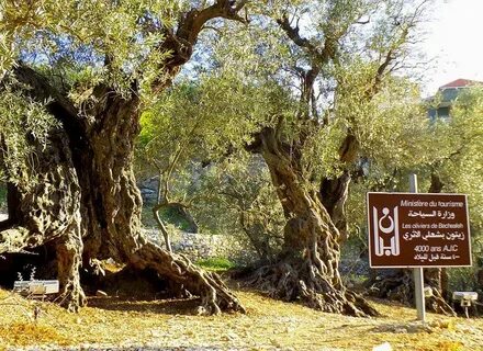 Olive tree паттайя отзывы