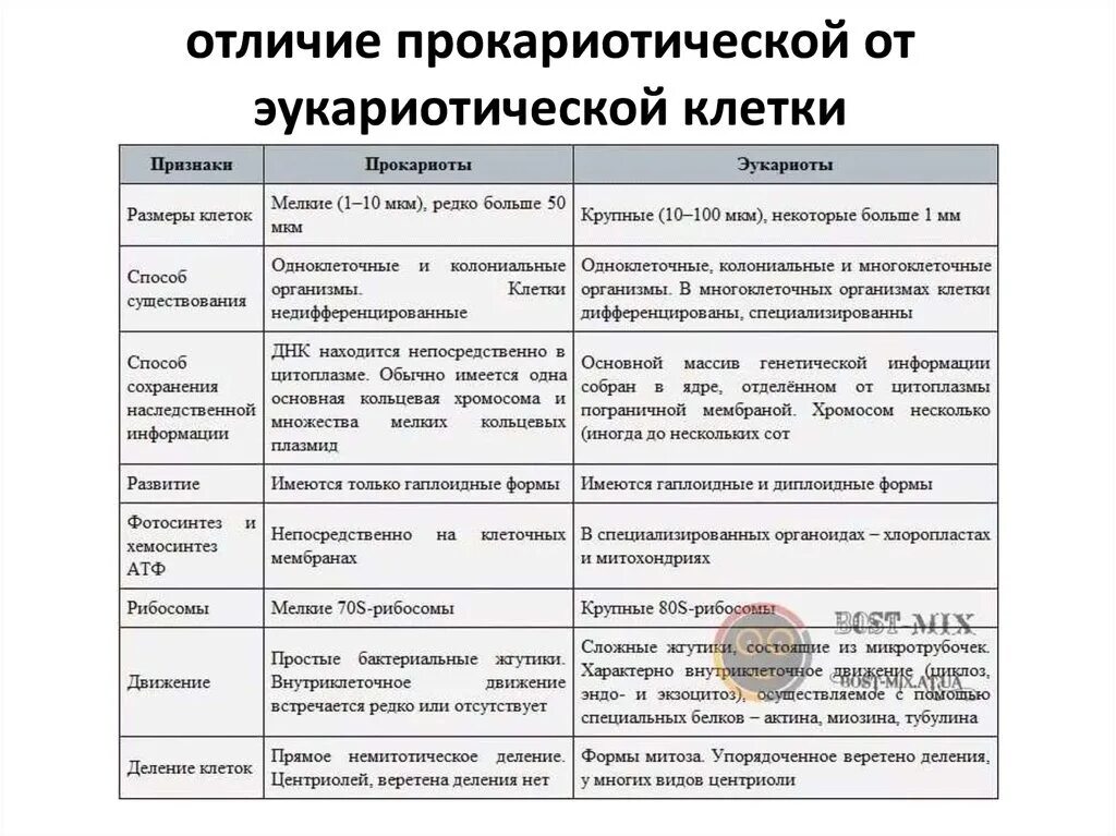 Отличия в строении клеток прокариот от эукариот. Основные отличия прокариотических и эукариотических клеток. Отличие прокариот от эукариот микробиология. Отличия эукариот от прокариот таблица микробиология.