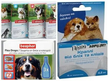 Эффективное средство от клещей для собак крупных