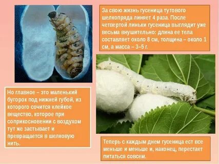 Тутую
