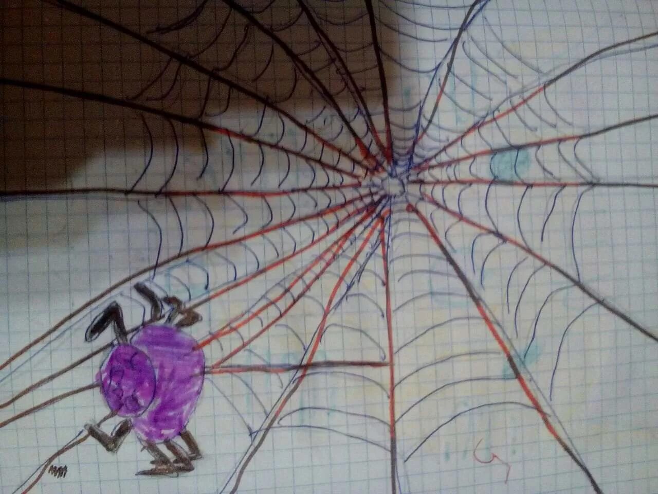 Паук сплел паутину как показано на рисунке