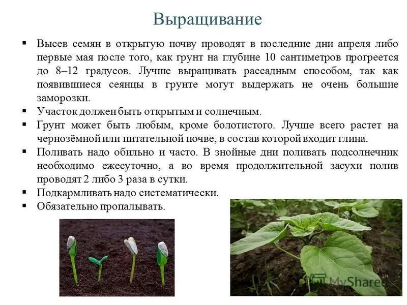 схема посадки картофеля.