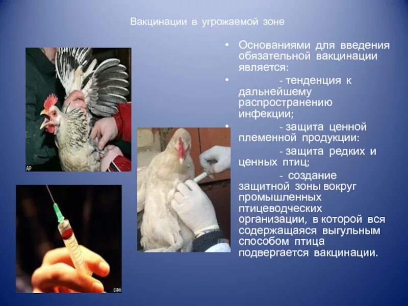 Вакцина яйца. Методы вакцинации птицы. Вакцинация птицы от птичьего гриппа.