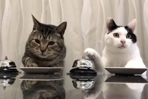 Почему кошка просит еду