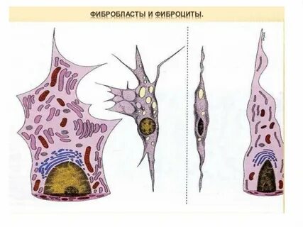 Фибробласты строение