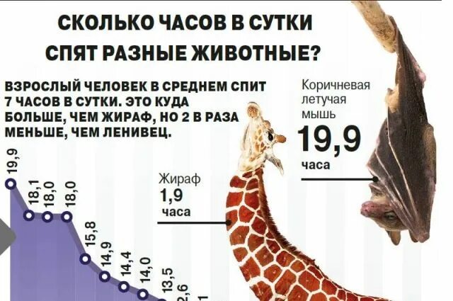 Сколько спят в разном возрасте. Сколько часов в сутки спят разные животные. сколько спят разные животные в сутки. инфографика животные. инфографика про животных.