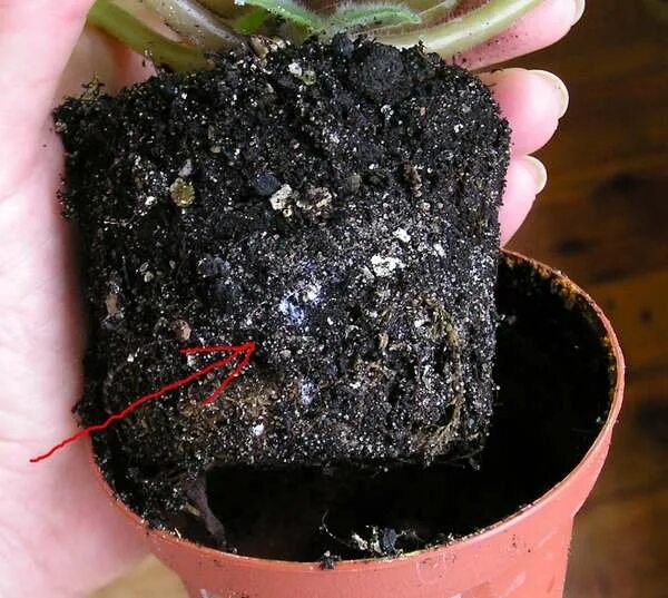 белые в земле комнатных растений. белые в земле комнатных растений. вредители комнатных растений в почве белые жучки. комнатные растения подкорма. белые в земле комнатных растений.