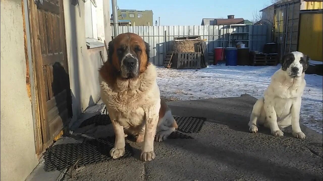 Алабай бугай щенки. Алабай бугай щенки. Алабай бугай щенки. Мой алабай. Бугай алабай.