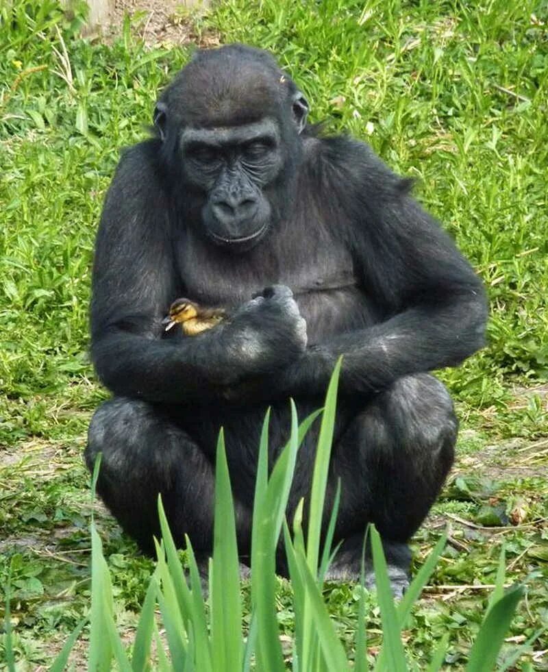 Интересное видео о животных. Смешные обезьяны. Смешных животных. Самые животные видео. Самые животные видео.