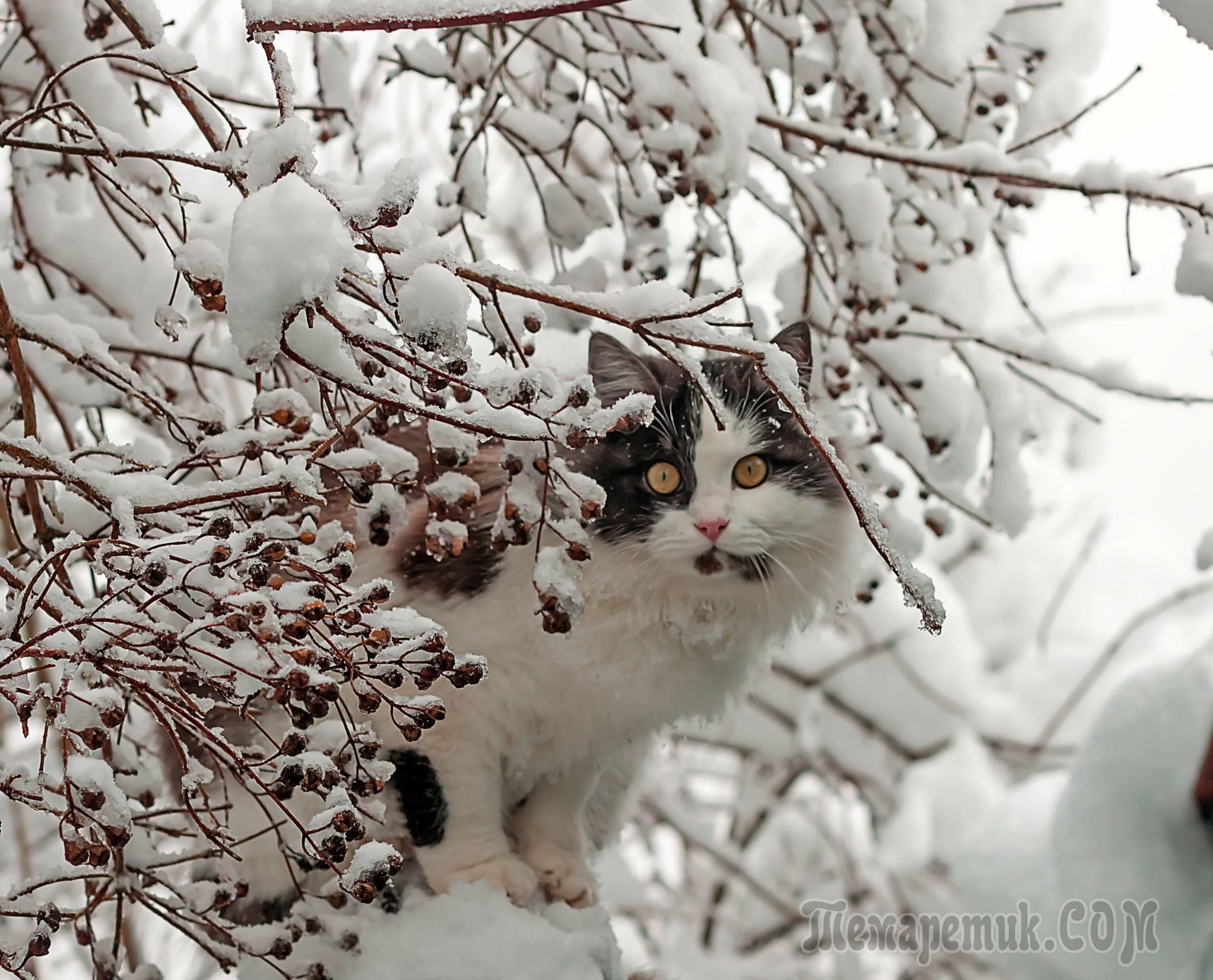 Где в марте снег. Кот в снегу. Зимние кошки. Кот снежок.