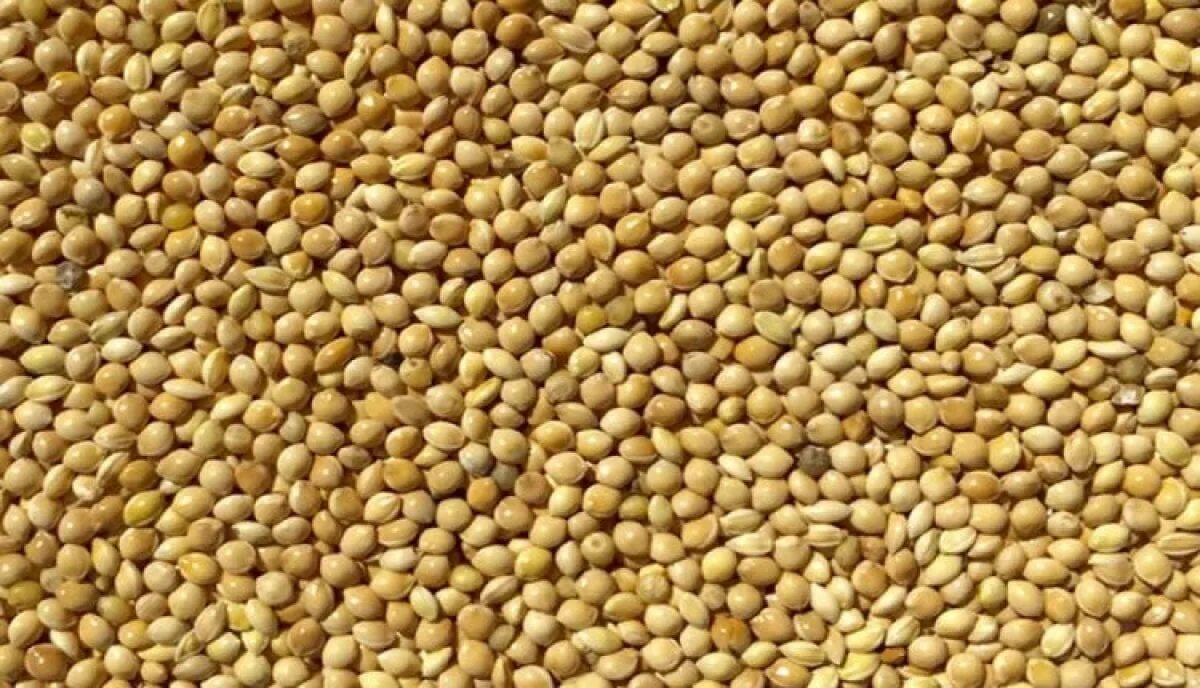 Просо. Кукуруза горох пшеница. Гмо соя кукуруза рапс. Овес, ячмень, кукуруза, бобовые). Maize grain.