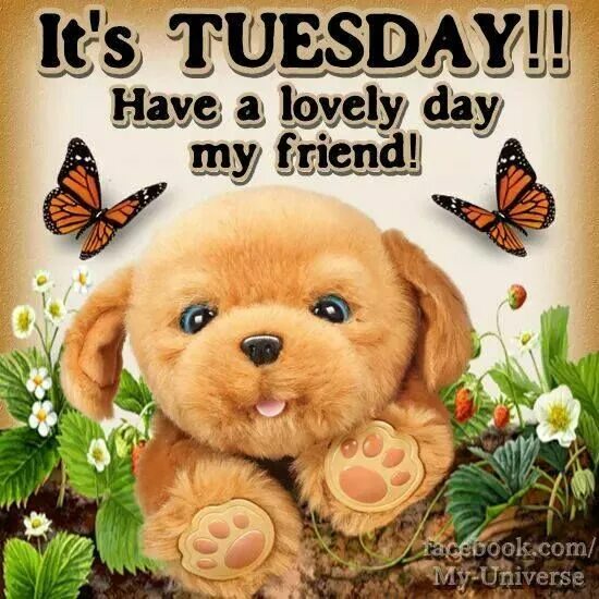 Dear friend good day. Tuesday картинки. Good Day вторник. Good morning have a nice Tuesday. Good Day. Tuesday.