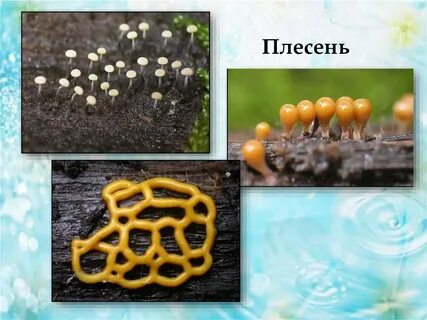 Пеницилл редуцент