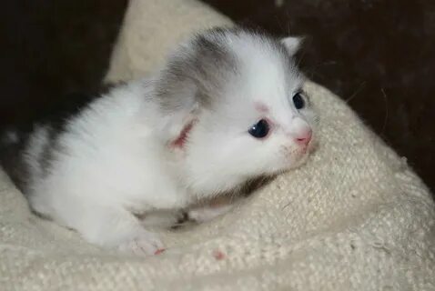 Маленький котенок есть там