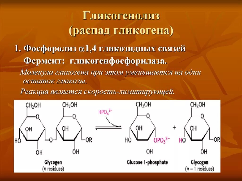 Фермент синтеза гликогена. Реакция окисления \ гликогена. Гликогенолиз химизм. Распад гликогена схема формулы. Схема распада гликогена до Глюкозы.