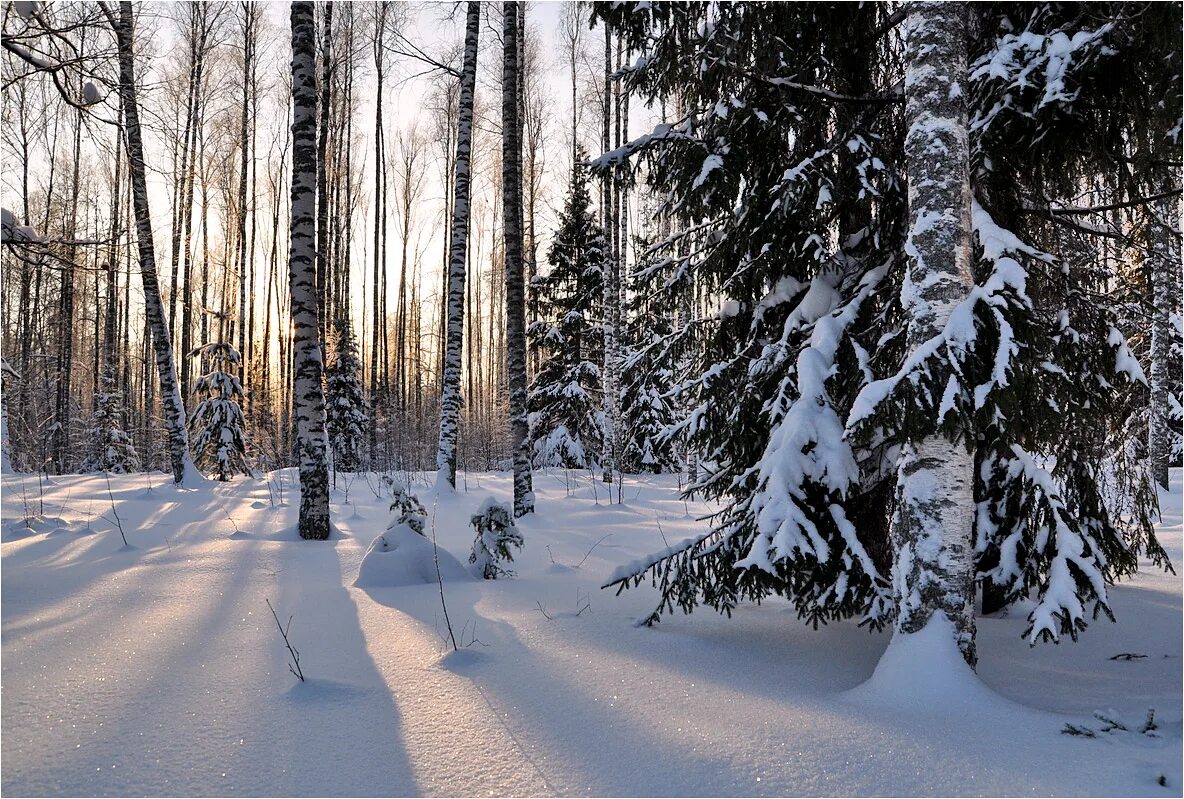 Впр на склоне зимы веселее становится февральский. Зимой в лесу. Зимний лес. Февраль в лесу. Снежный лес.