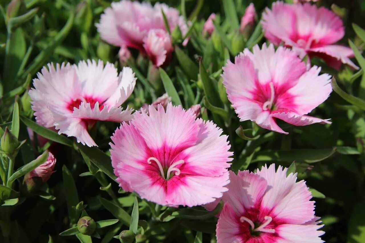 Какая гвоздика лучше. Садовая гвоздика (Dianthus caryophyllus). Гвоздика Dianthus chinensis. Dianthus chinensis гвоздика китайская.