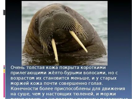 Сообщение о морже 4 класс окружающий мир