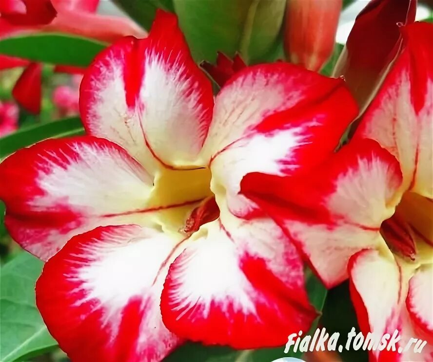 Adenium obesum семена. Адениум голубой обесум. Obesum flaming passion фото. Адениум обесум микс. Adenium obesum desert rose ko-69,цветы.