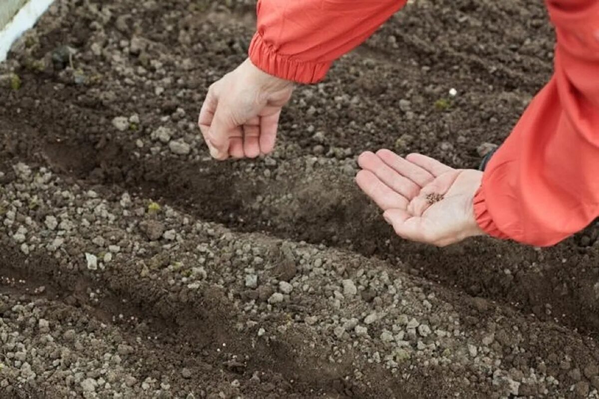 Можно сеять в зиму. Посев в открытый грунт. Посев морковки. Посев семян в открытый грунт. Почва посев семян.