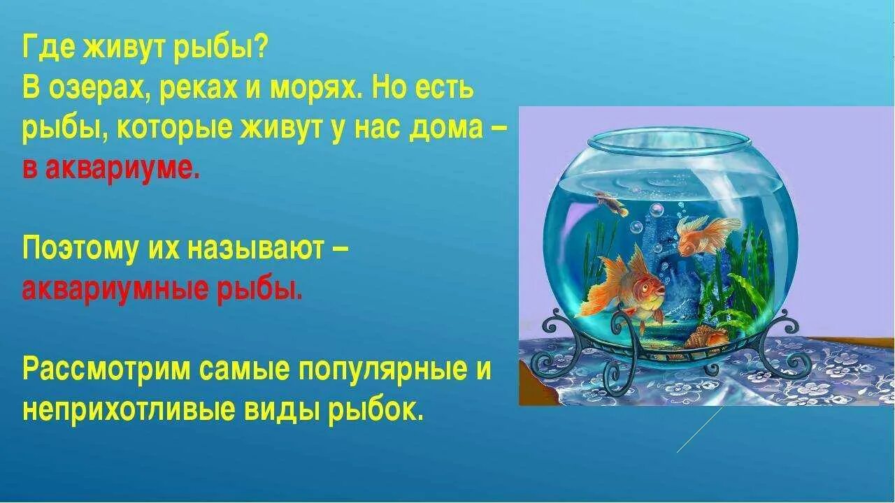 Рыбы не живут без воды. Слайд рыбка в аквариуме. Детские проекты про аквариумных рыбок. Аквариум для дошкольников. Презентация на тему аквариум.