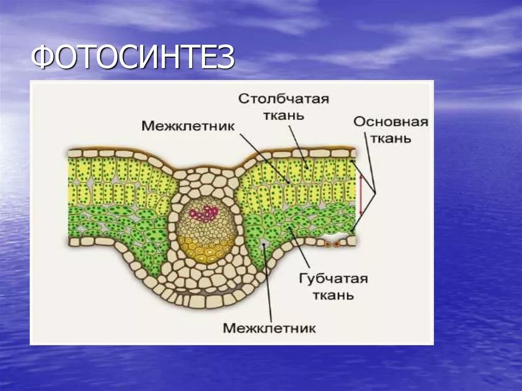 Мякоть листа название. Строение столбчатой и губчатой ткани. Основная ткань растений фотосинтезирующая ткань листа. Ткани растений столбчатая губчатая покровная. Столбчатая фотосинтезирующая ткань.