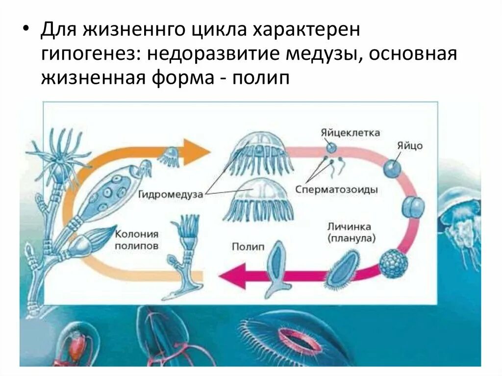 Чередование поколений происходит. Жизненный цикл ГИДРОИДА Obelia. Цикл развития гидроидного полипа. Цикл развития гидроидной медузы. Чередование поколение у гидройдных.