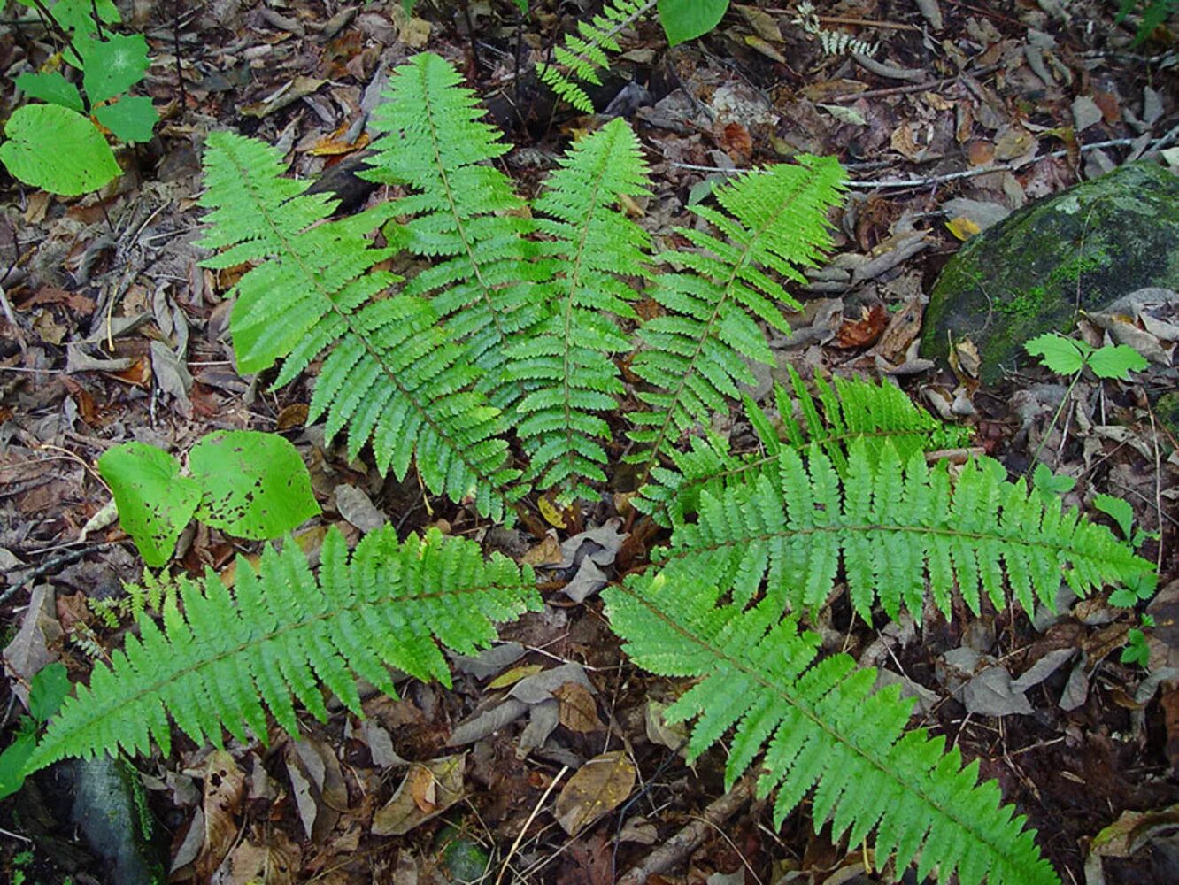 Папоротниковый мох. Папоротник каликут. Папоротник орляк и страусник. Cinnamon fern. Папоротник произрастающий в тенистых зарослях.