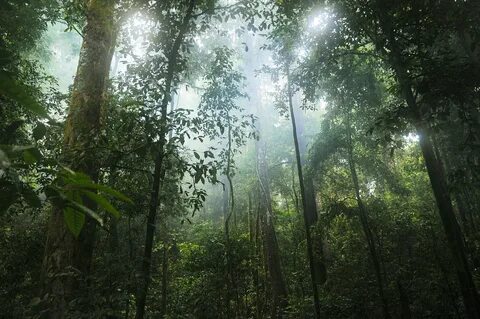 Rain forest