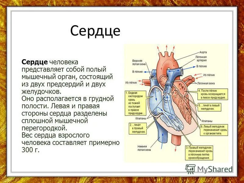 Системы о органах окружающий мир 3 класс сердце. Рассказ о сердце. Рассказ про сердце человека. Доклад про сердце. Факты систем органов человека