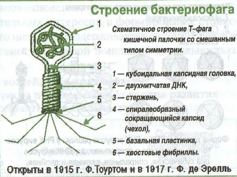 Какого строение бактериофага. Схема строения вируса и бактериофага. бактериофаг строение фаг. строение бактериофага микробиология. бактериофаг строение бактериофага.