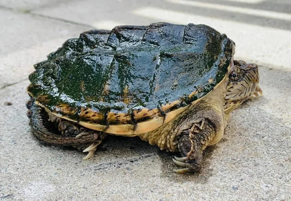 Сух черепаха. Каймановая черепаха. Самаямгигантакая черепаха. Сухая черепаха. Каймановая черепаха кусающаяся.