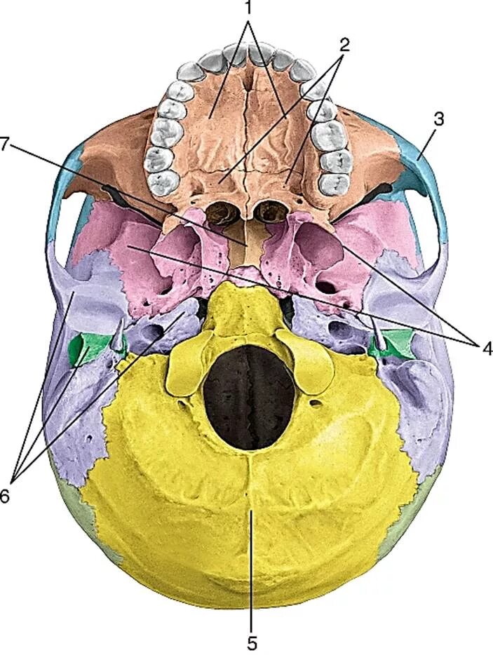 Отверстия Нижнего основания черепа. Внутреннее основание черепа анатомия. Внутреннее основание черепа топографическая анатомия. Отверстия внутреннего основания черепа. Мозговое основание черепа