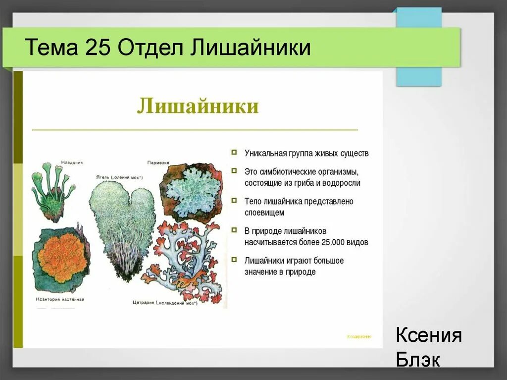 Система лишайников. Характеристика лишайника биология 5 класс. Общая характеристика лишайников 5 класс. Характеристика лишайников 7 класс биология. Общая характеристика: строения лишайников.