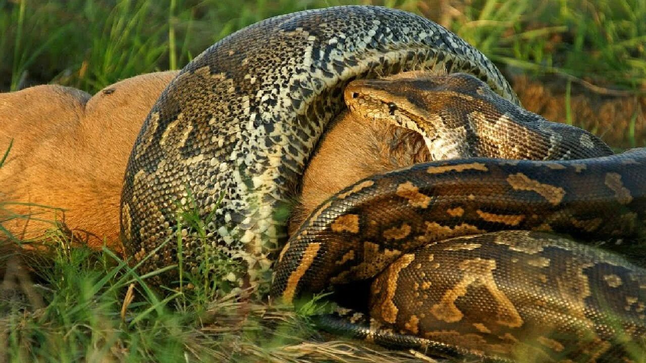 Анаконда python. Змея анаконда заглатывает питона. питон заглотил антилопу.