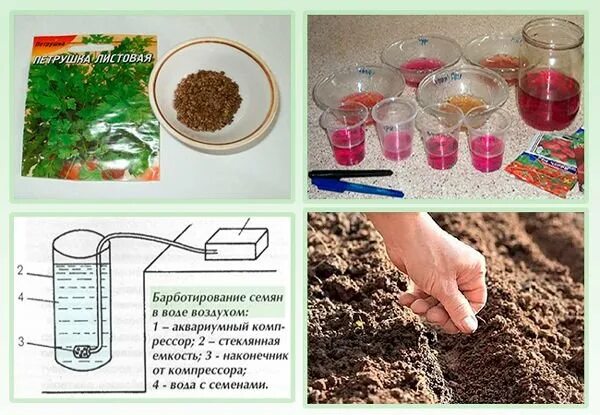 Замачивать ли семена петрушки. Барботирование семян. Барботирование семян томатов. Обработка семян перед посевом. Барботирование семян баклажан.