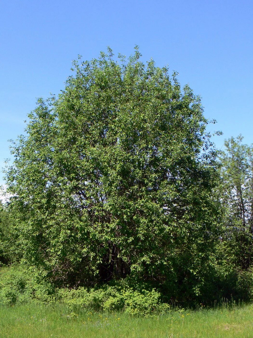 Бредина. Ива Козья (бредина) – Salix caprea. Ива Козья, бредина – Salix caprea l.. Ива бредина (Salix caprea). Ива бредина дерево.