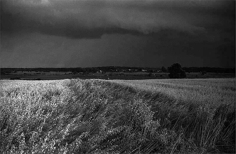 пшеничное поле. дорога в деревне. сельское хозяйство черно белое. поле черно белое. белая деревня белые поля.