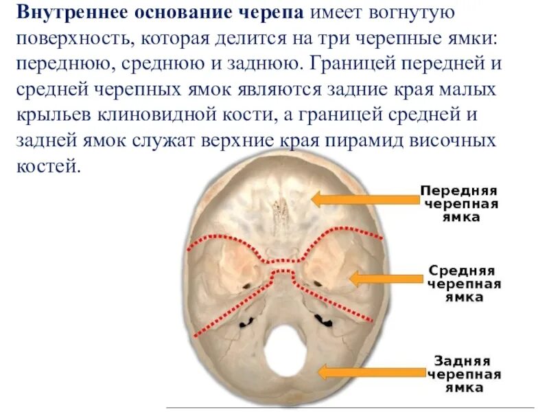 Области основания черепа. Основание черепа Черепные ямки. Внутренняя поверхность основания черепа анатомия. Слепое отверстие передней черепной ямки. Основание черепа задняя черепная ямка.