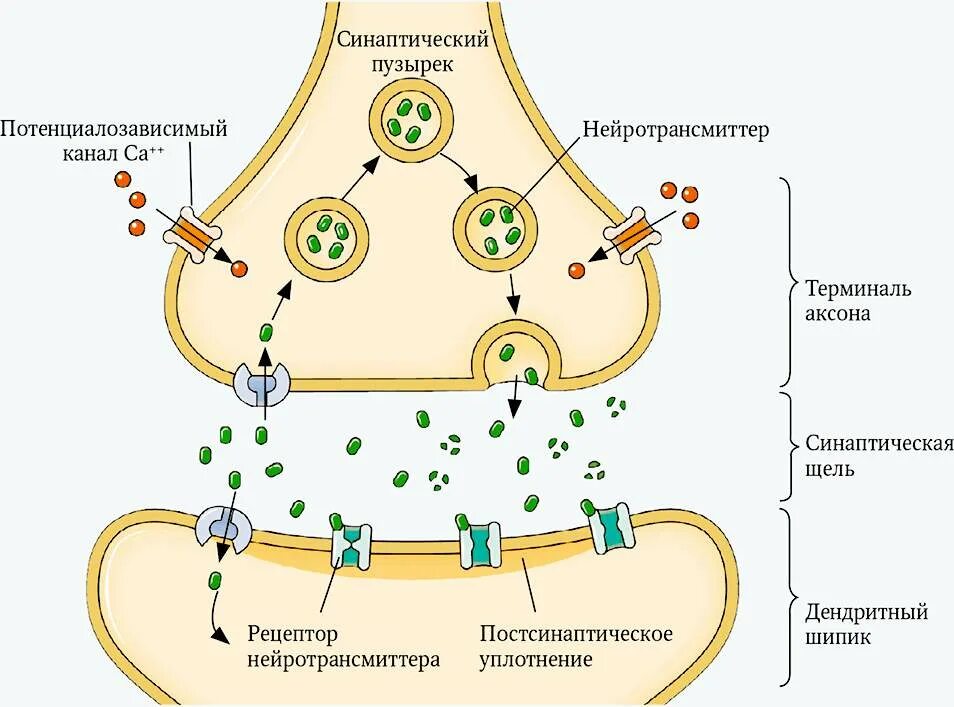 Синаптические пузырьки. Синаптические пузырьки содержат. Синаптические контакты. Везикула в нейроне. Синаптических связей.