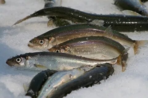 Зимняя рыбалка корюшка