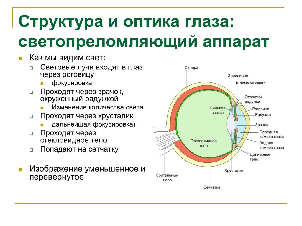 Воздух через глаз. Строение глаза человека последовательность. Светопреломляющий аппарат глаза структура и функции. К структурам глазного яблока, способным преломлять лучи, относится. Светопреломляющие среды глаза анатомия.