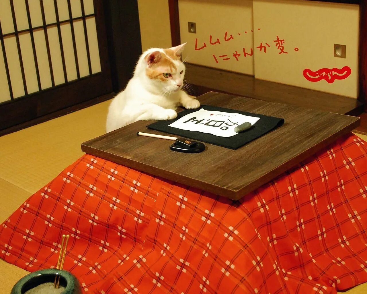 Cat tries