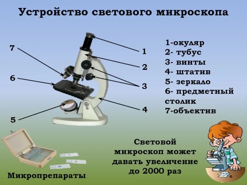 Увеличительные приборы 5 класс биология микроскоп. Что такое окуляр в микроскопе 5 класс биология. Микроскоп части микроскопа биология 5 класс. Строение микроскопа 5 класс биология лабораторная.
