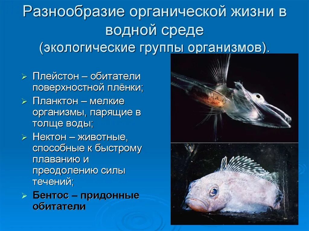 Разнообразие организмов водной среды. Экологические группы водных животных. Группы обитателей водной среды. Организмы обитающие в водной среде. Группы водных организмов планктон Нектон.