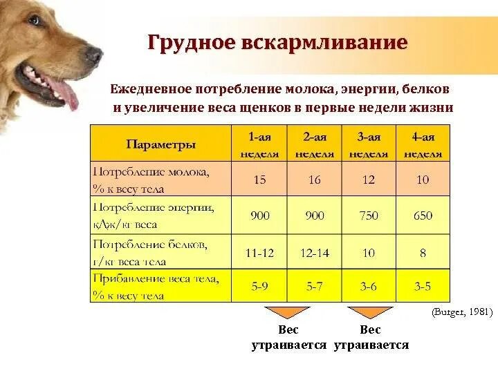 Как узнать год собаки. Средняя Продолжительность жизни собак дворняжек. Продолжительность жизни собак крупных пород. Собачьи года. Средний Возраст собак средних размеров.